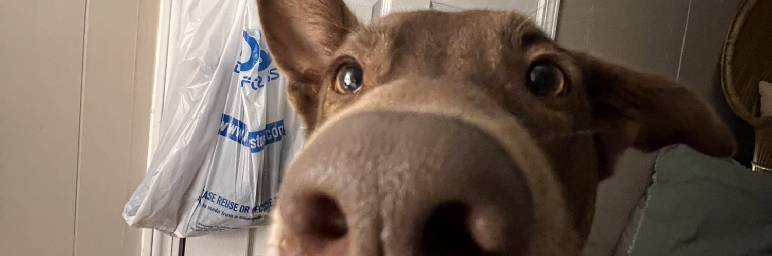 abbeywheeler5's profile banner image