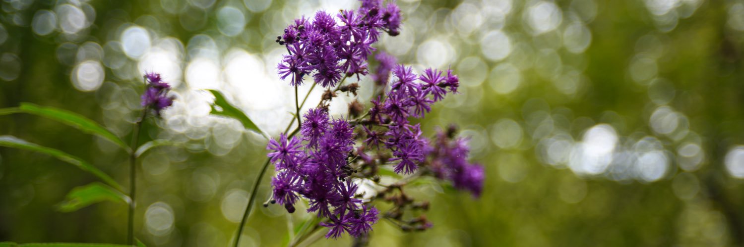 Casey E. Ovella Davis banner