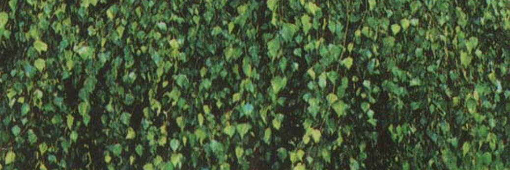 mertmete27's profile banner image