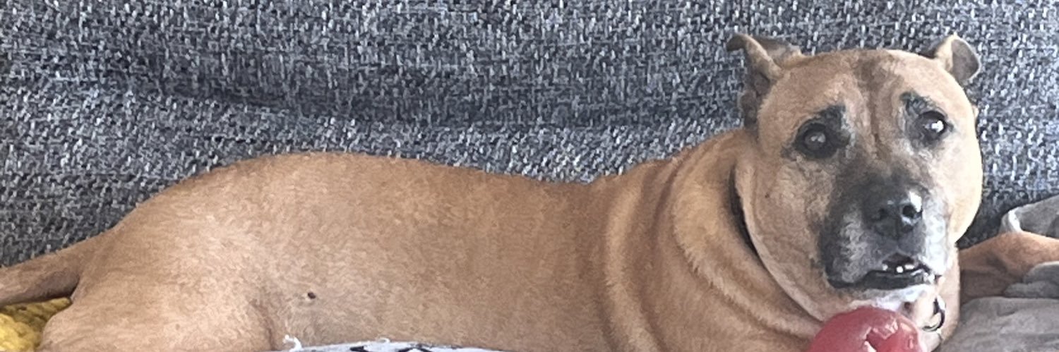 lynngorst01's profile banner image