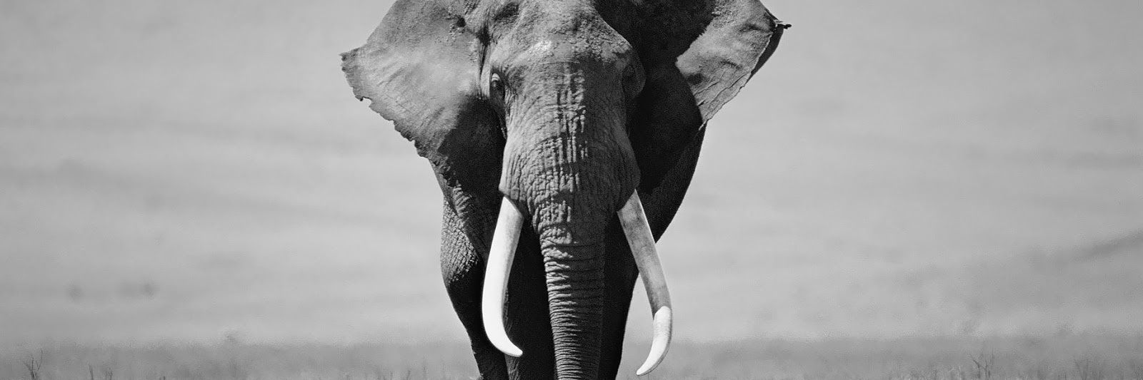 Jaime Alejandro ⚔️ banner