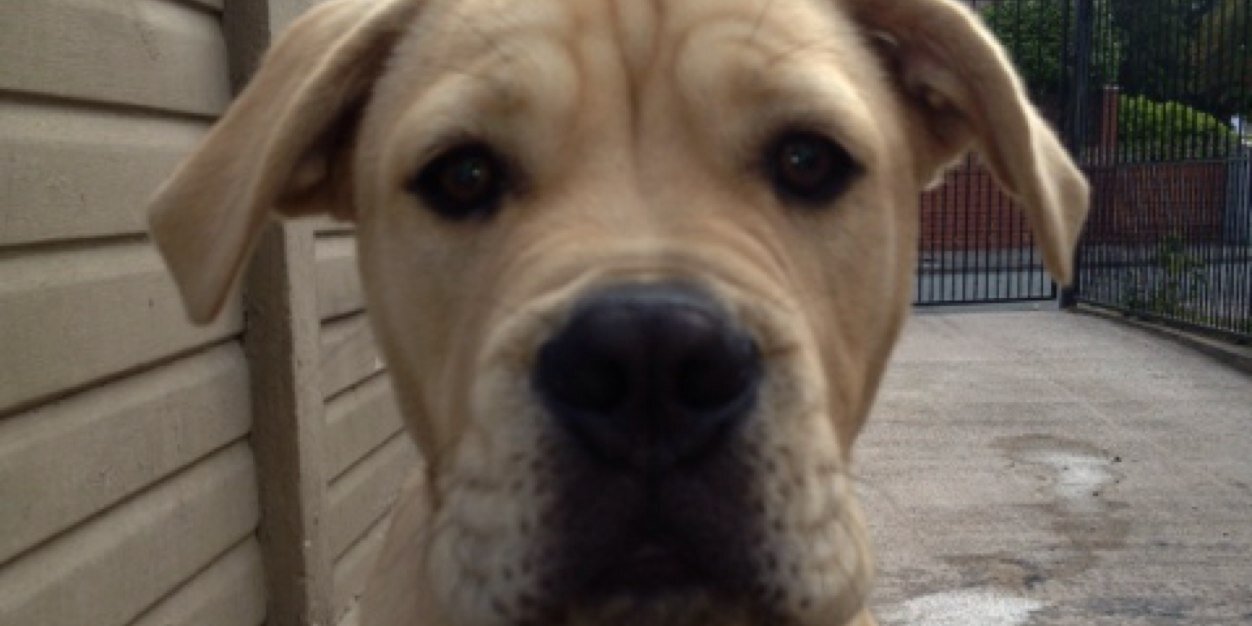 laura birtles banner