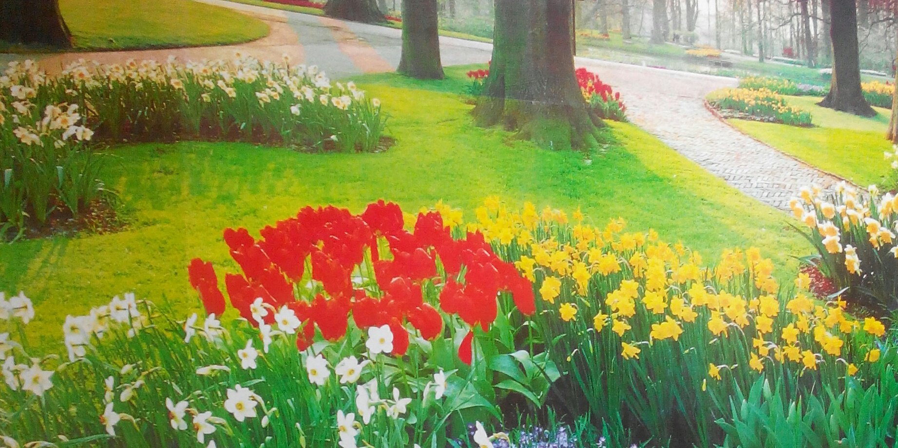 srdme_hyb's profile banner image