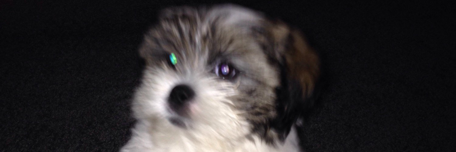 joseph hodgdon banner