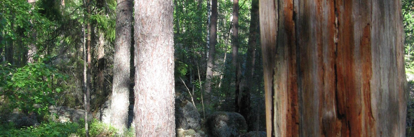 Annukka Valkeapää banner