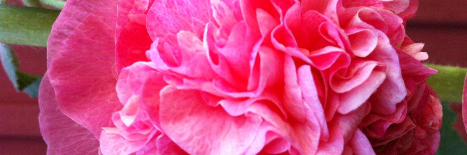 Elisabeth Sandberg banner