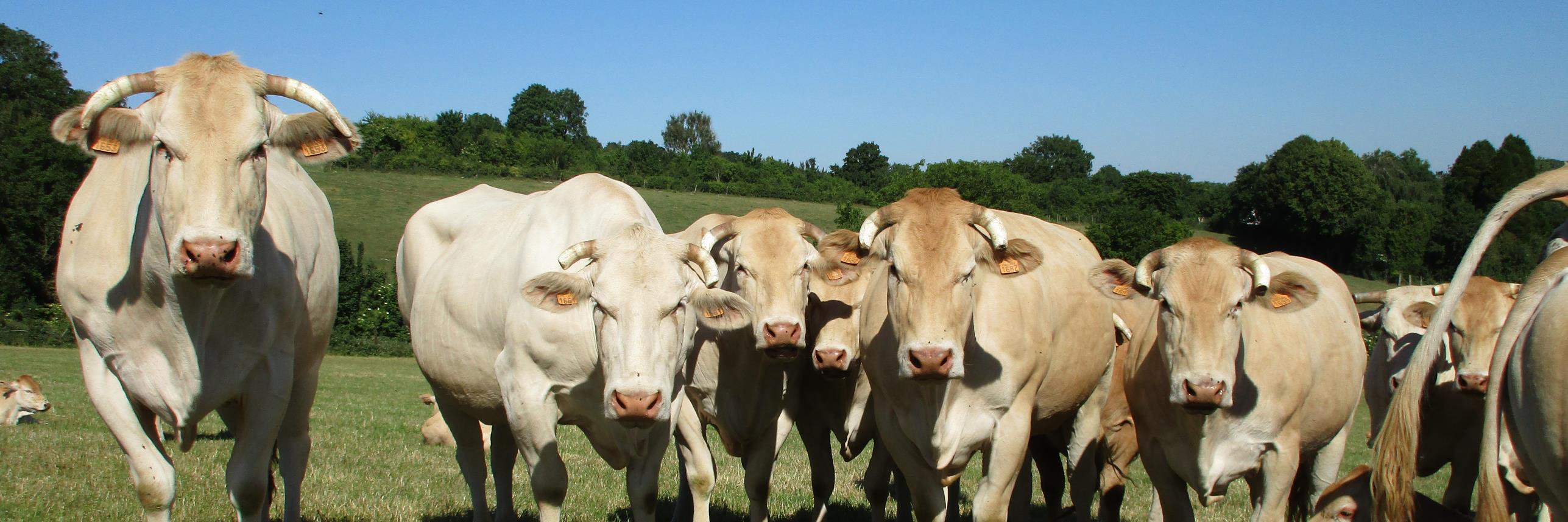 blonde_aquit's profile banner image