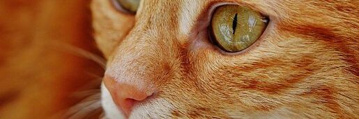 LawsonAuthor's profile banner image