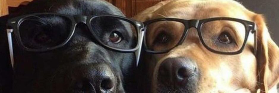 doggiemama1973's profile banner image