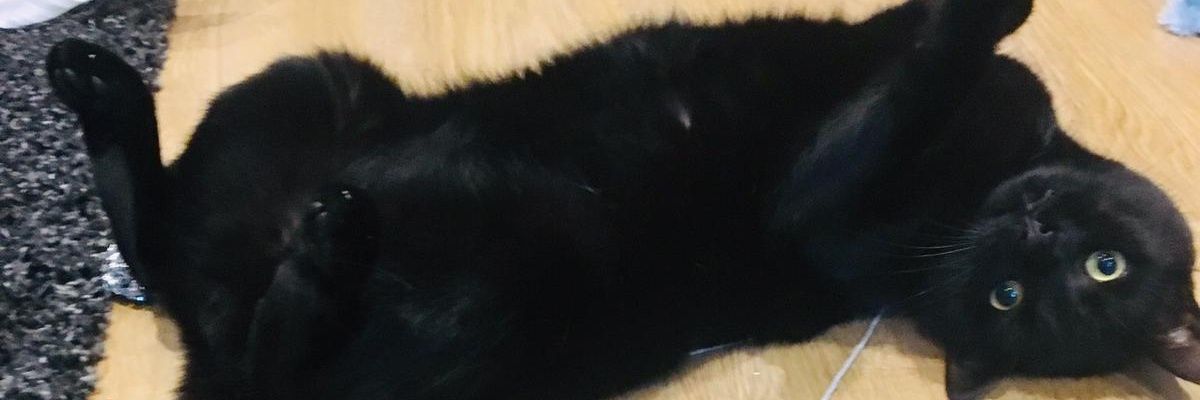Ted Cat banner
