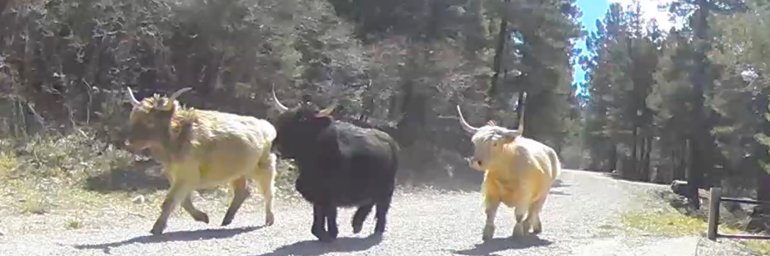 MusicTechPolicy.com banner