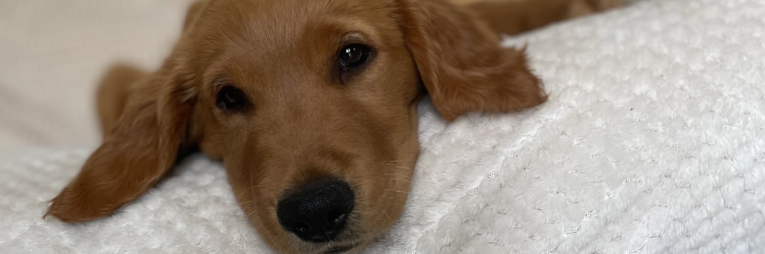 Charlie Collier banner