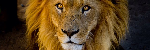 Lionicon1's profile banner image