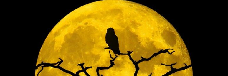 LedgerNightowl's profile banner image