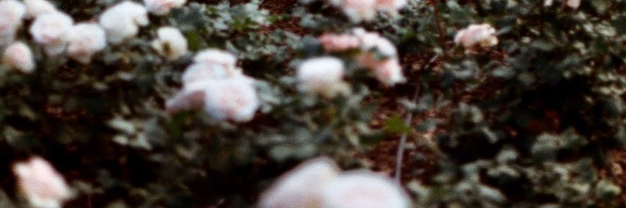 floecaceres's profile banner image