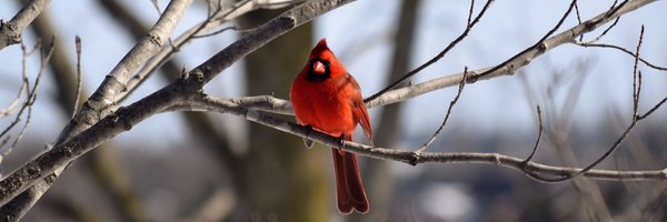 amaranth_twp Profile Banner