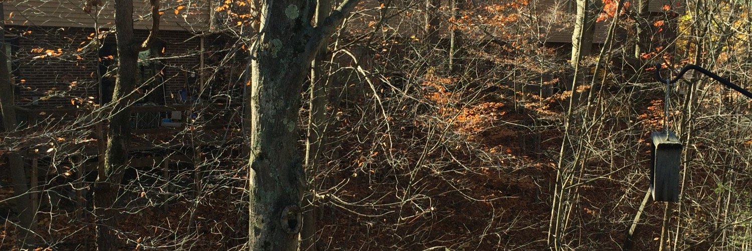 TracyWeddington's profile banner image