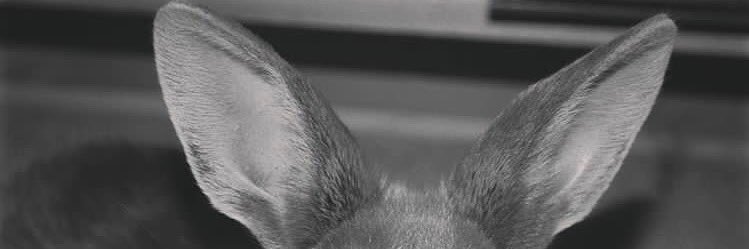 rsnowy0's profile banner image