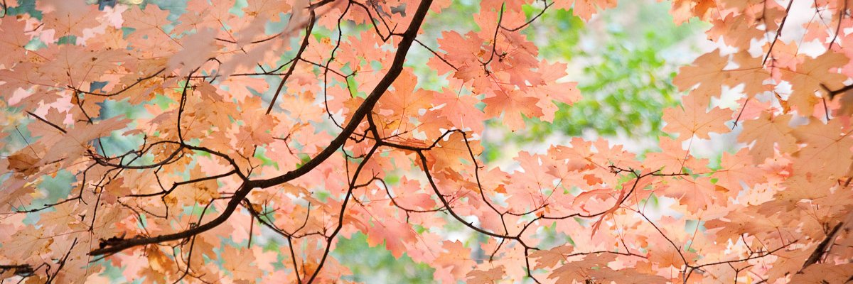 azyogamagazine's profile banner image