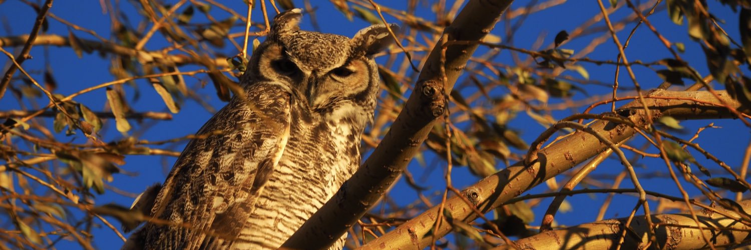68bird08's profile banner image