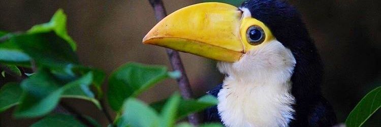 KevinSaaPacheco's profile banner image