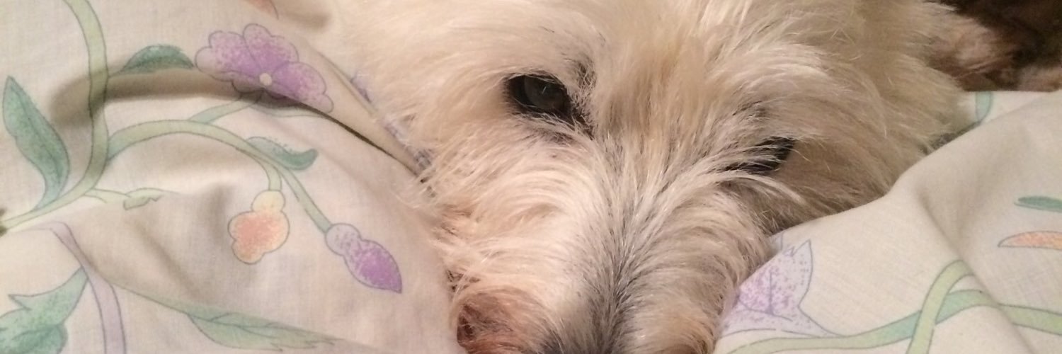 dhsbear's profile banner image