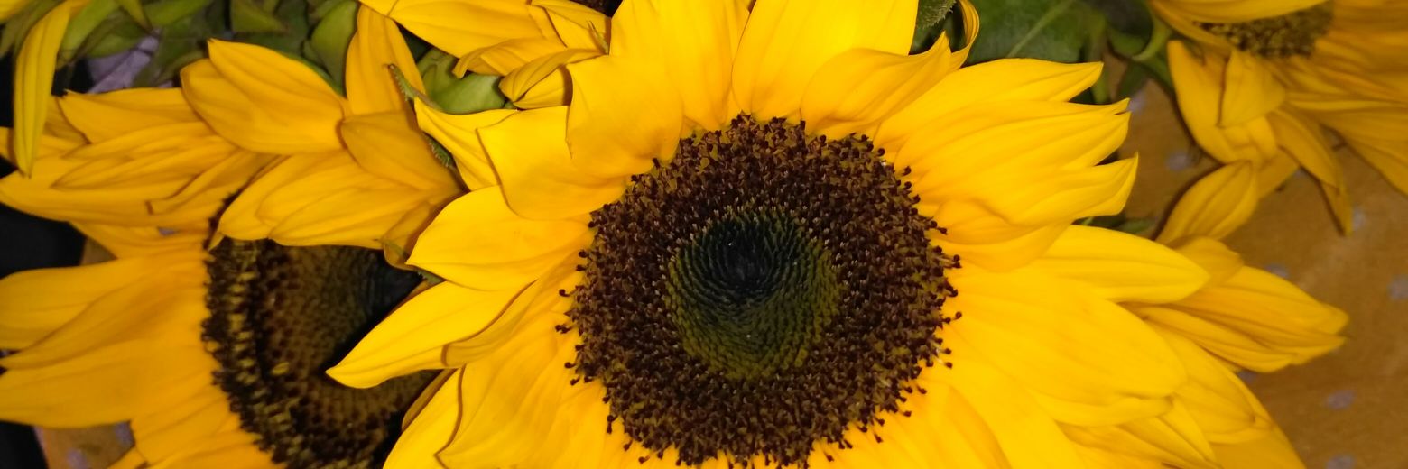 Isseliiitaa's profile banner image