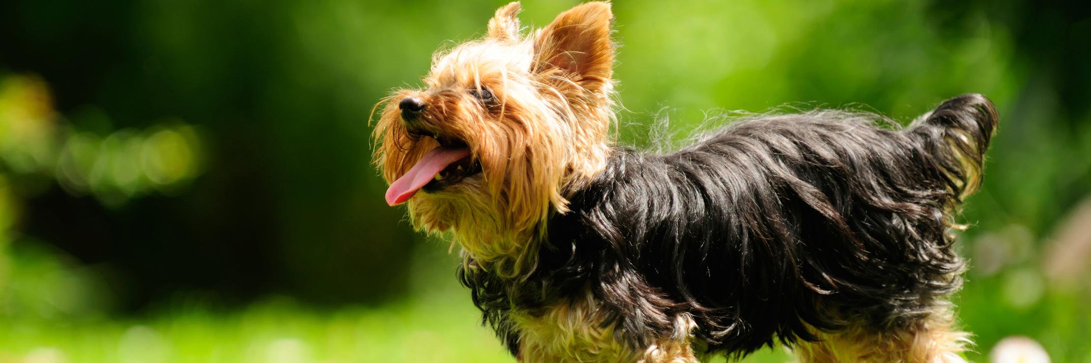 PetSmartCampus's profile banner image