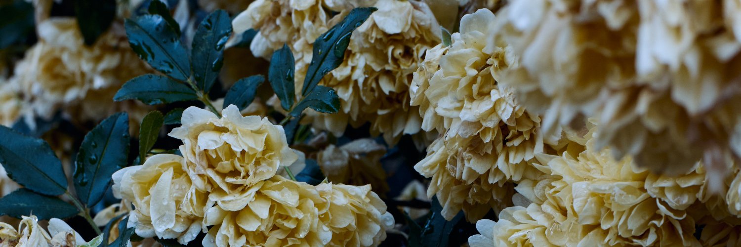 _shimaphoto's profile banner image