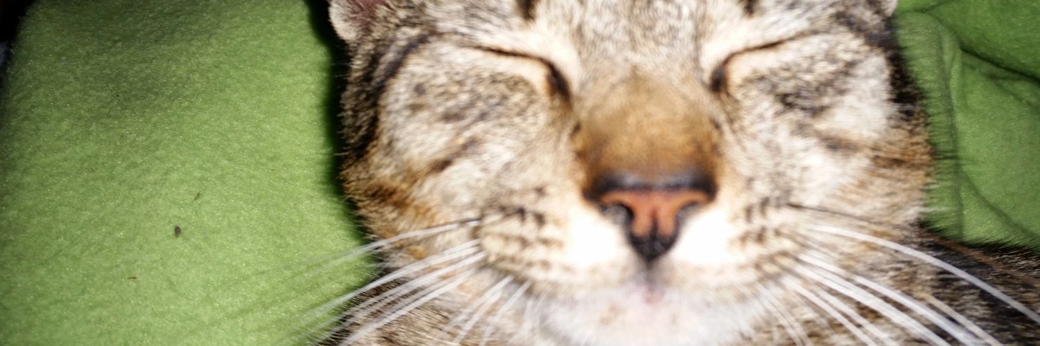 Lffivarro's profile banner image