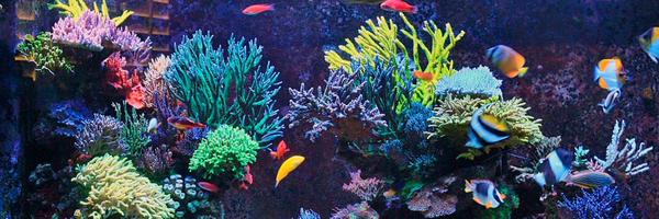 REEF2REEF Profile Banner