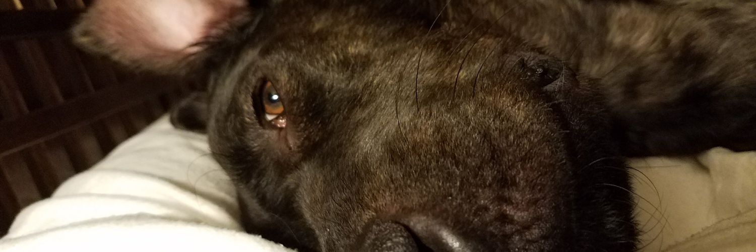 sarahmeckstroth's profile banner image