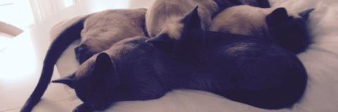 FriendsFeline's profile banner image