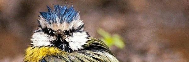 Sinichka53's profile banner image