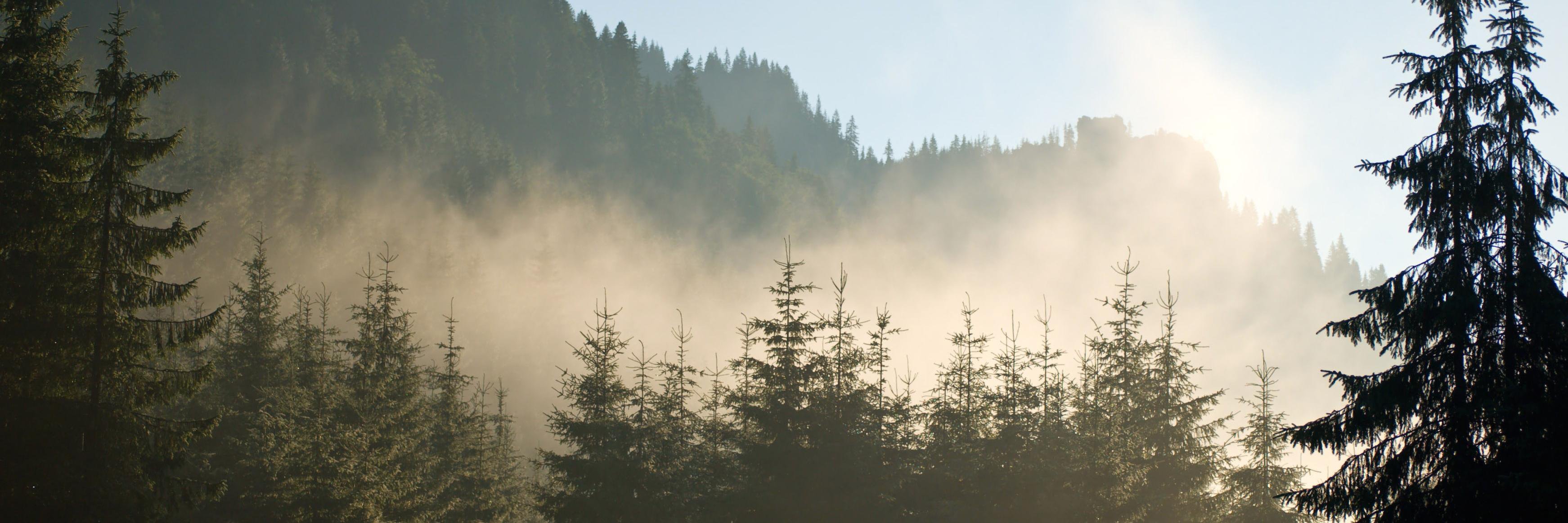 Alida O'Connor banner