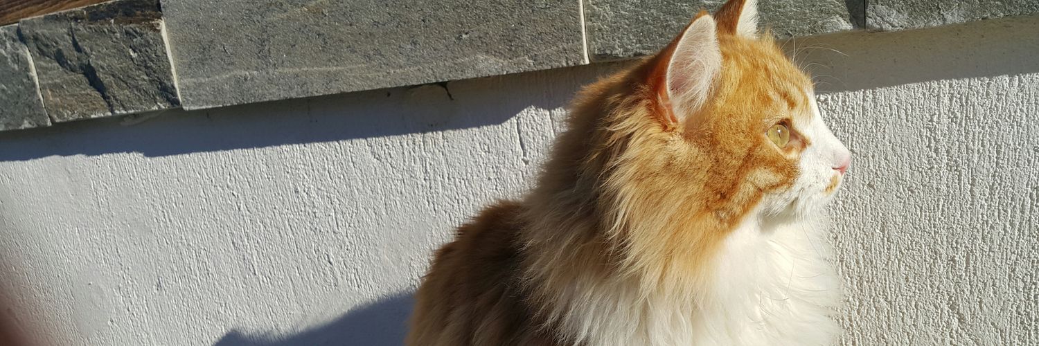 tncserkan22's profile banner image