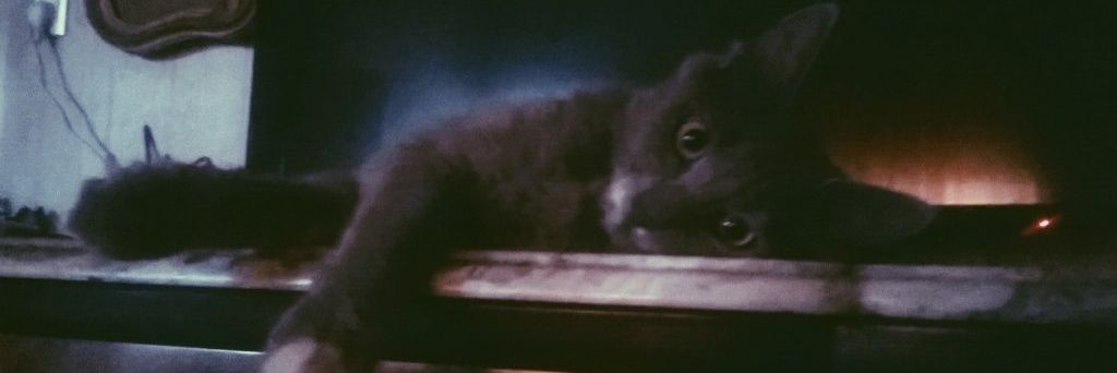 ffuckfrankie's profile banner image
