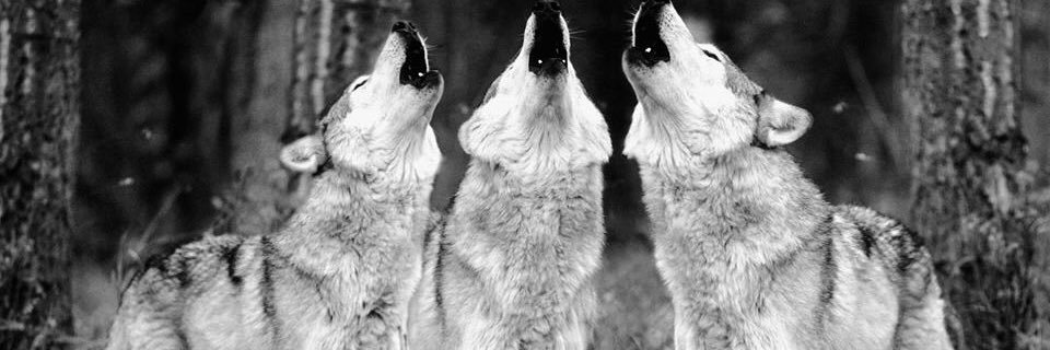 The Howl banner