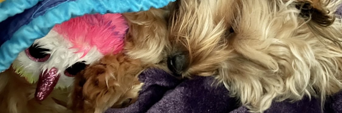 misti4377's profile banner image