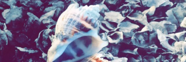 AlleeStelo5's profile banner image