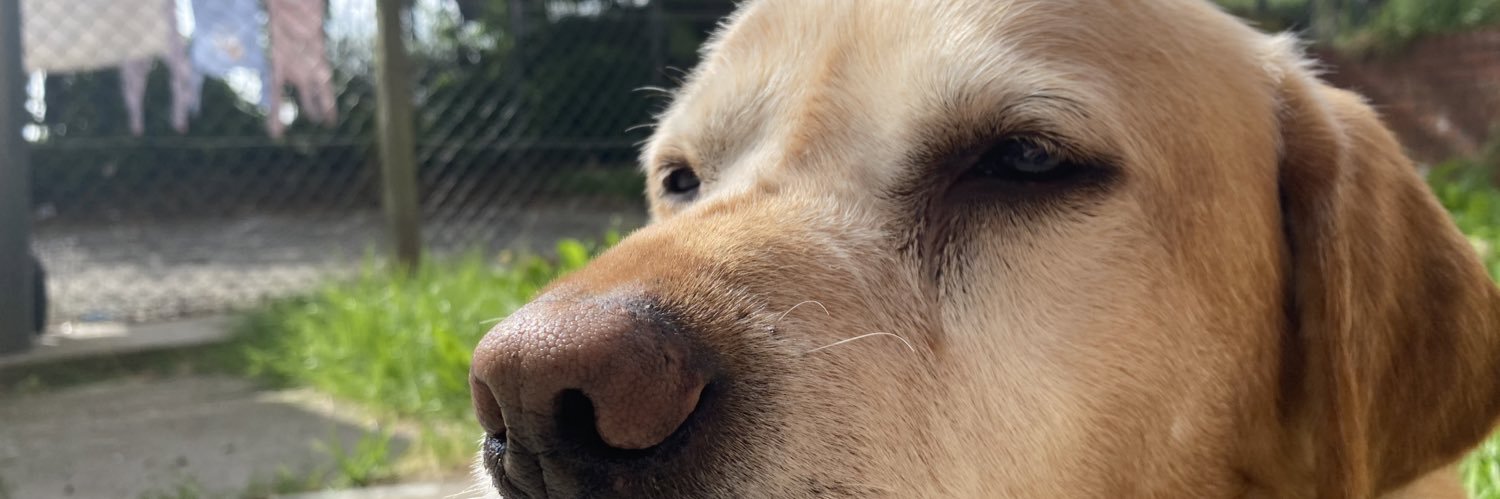Toniimaitand's profile banner image