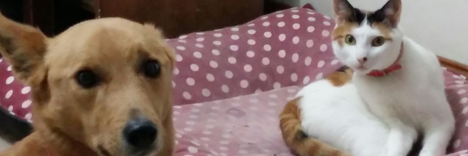 adrianaborchez's profile banner image