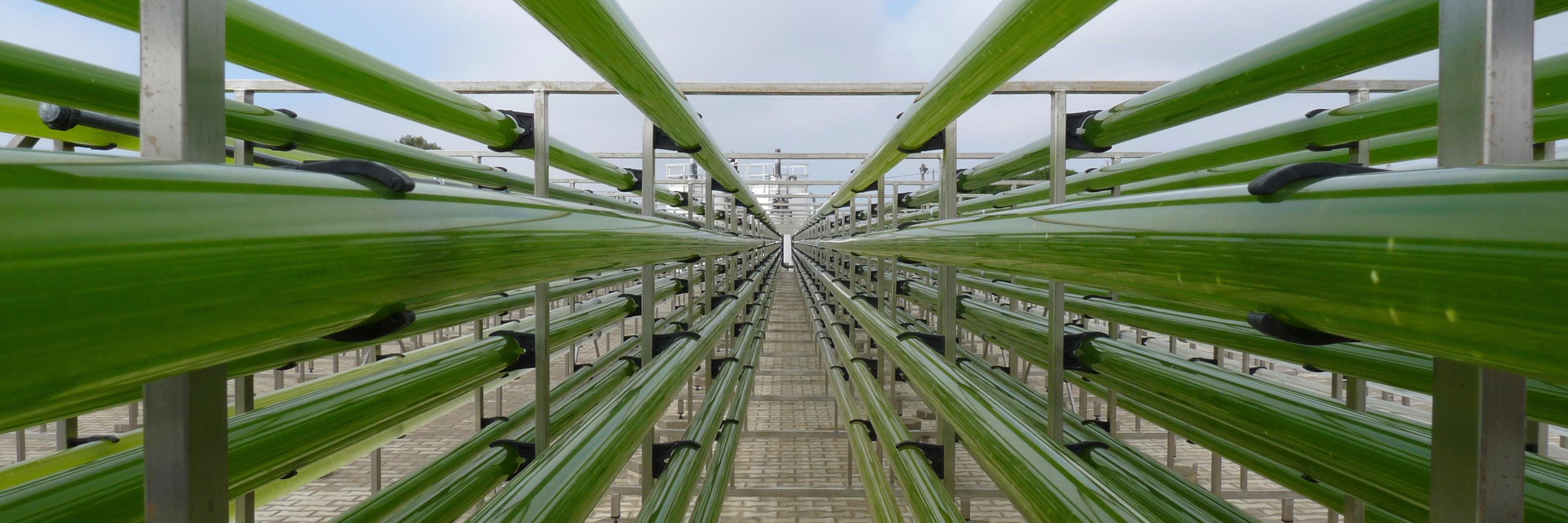 PhytoBloom, by Necton banner