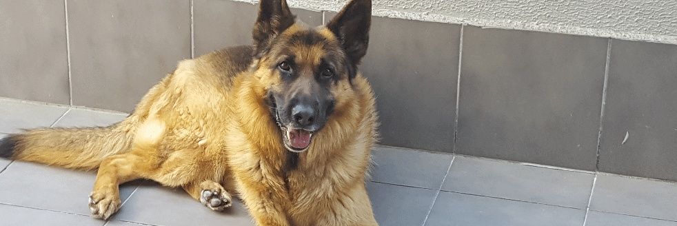 javibosko's profile banner image