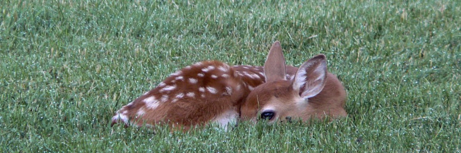 maivy ⋆ ✮ ⭒ banner