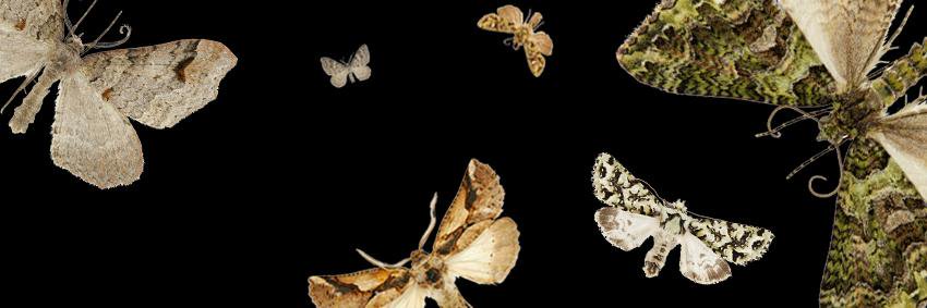 mothNetNZ's profile banner image