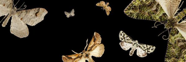 mothNetNZ Profile Banner