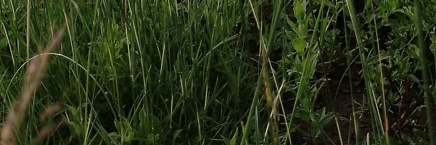 galgalodiqa's profile banner image