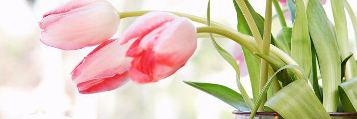 SuzSandler's profile banner image