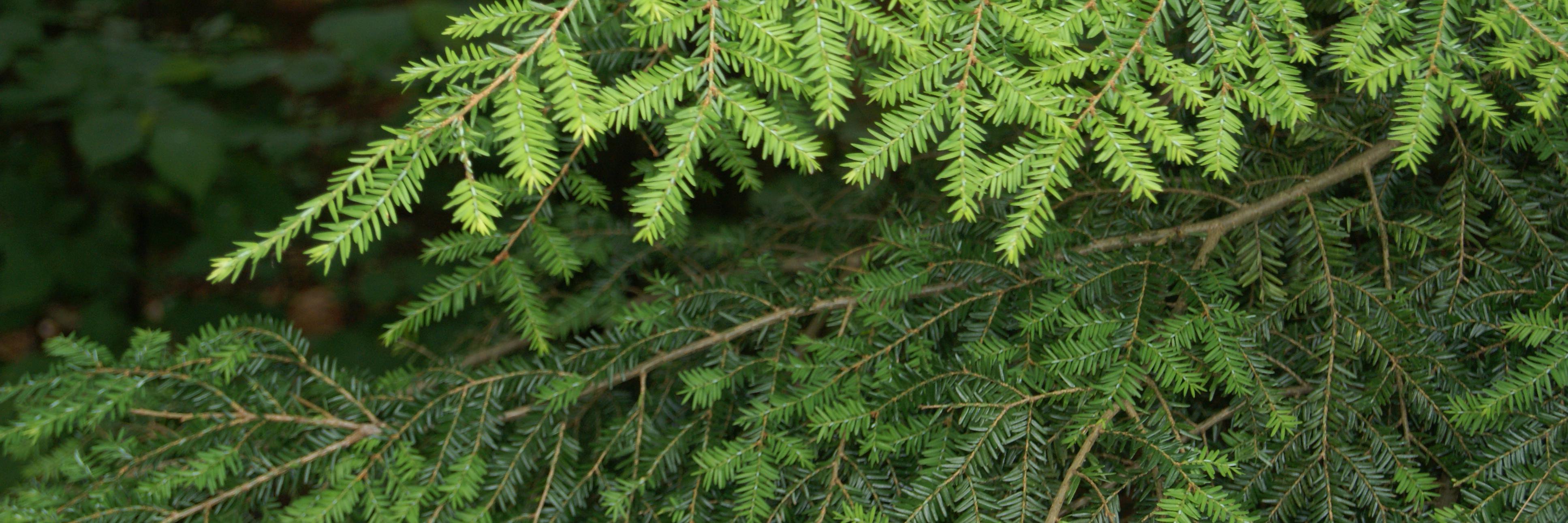 TreeTaggr_HB's profile banner image